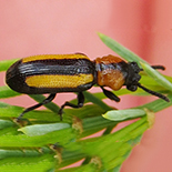 Sigrisma cylindrica